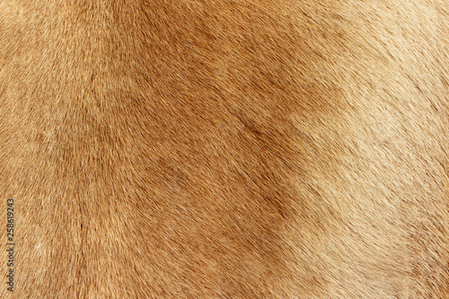 Reindeer fur background texture. Natural material pattern. © CupOfSpring
