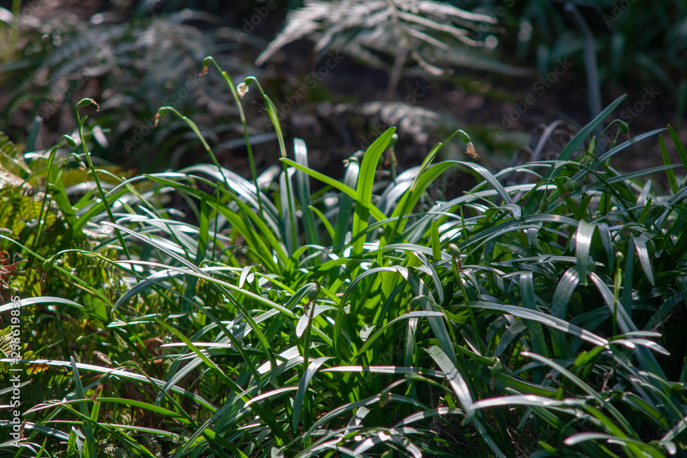 Grass Grün im Focus #3