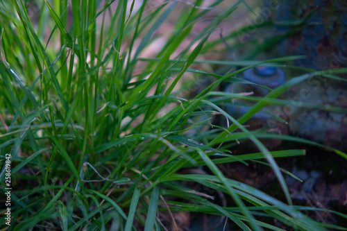 Grass Grün im Focus #2