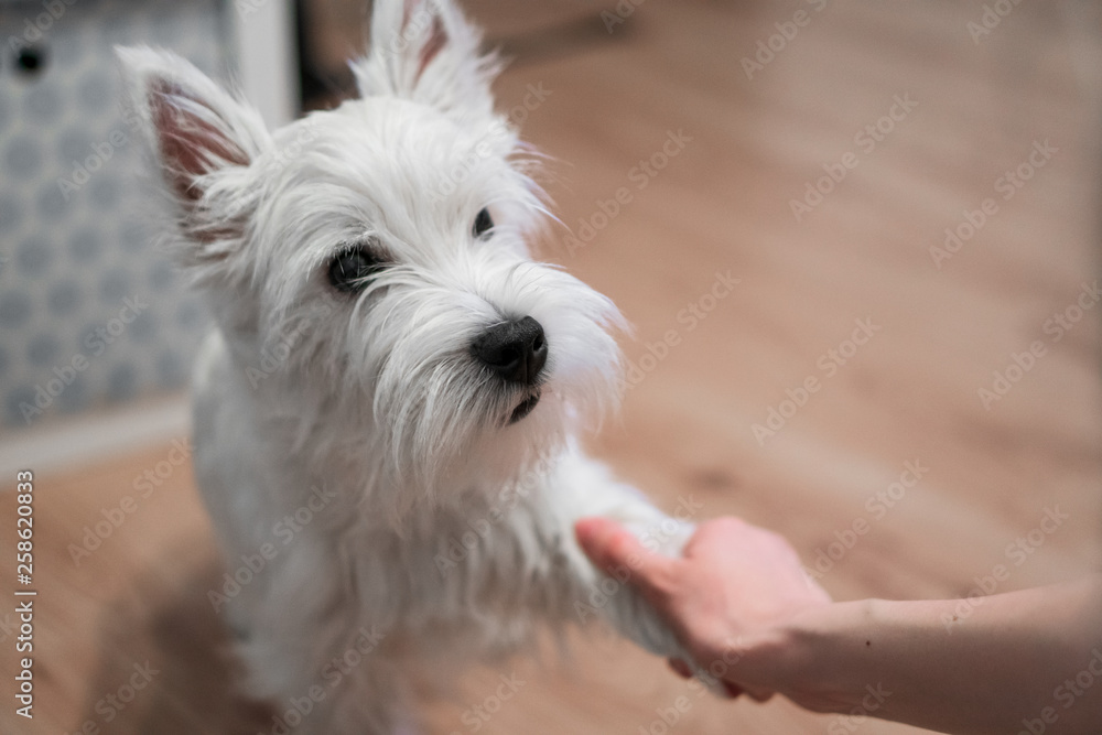 Adorable puppy West highland white terrier (shortcut: Westie) gives paw. Hand shake Adorable puppy West highland white terrier (shortcut: Westie) gives paw. Hand shake