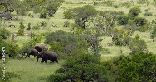 herd of elephant in the savannah, park kruger south africa