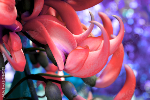 Exotic flower plant. Jade Vine Flower. Close up in duo  coral red pink gradient tone in vibrant bold trendy colors. Concept fashion art. Minimal surrealism. Tropical floral.