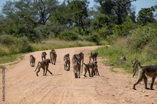 Baboon  Papio anubis  family in african savanna. Africa safari wildlife