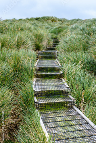 Mossy wood stairs covered in wire mesh heading up a hill covered in tussac grass, Prion Island, South Georgia photo