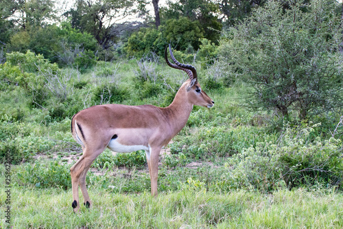 Impala  Herd of Impala  Serengeti  Tanzania  Africa