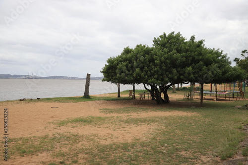 tree on the beach