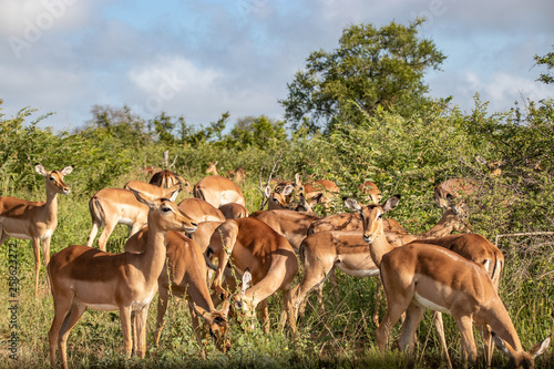 Impala, Herd of Impala, Serengeti, Tanzania, Africa