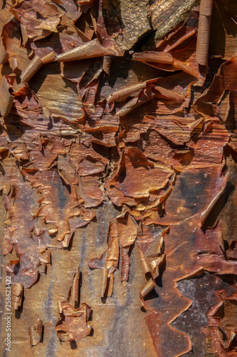 Peeling paperbark maple