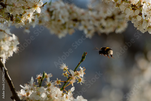 flowering cherry tree © pierluigipalazzi