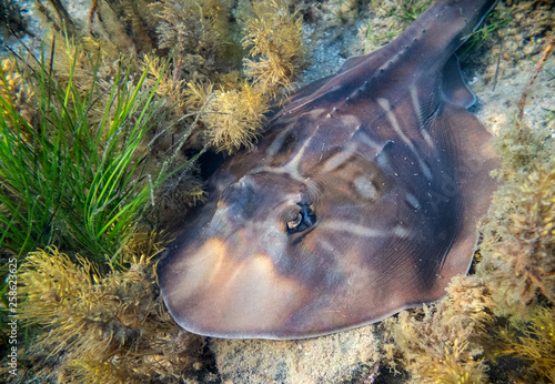 Southern fiddler ray resting on the seabed of port Phillip bay in Melbourne, Australia