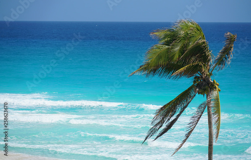 Fototapeta Naklejka Na Ścianę i Meble -  coconut tree in front of colorful blue Caribbean Sea