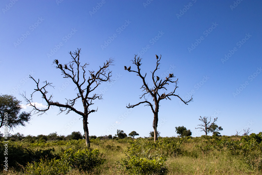 White-backed Vulture Flock Birds Perched Resting Dry Season Snag Dead Tree Branch in South Africa White-backed Vulture Flock Birds Perched Resting Dry Season Snag Dead Tree Branch in South Africa