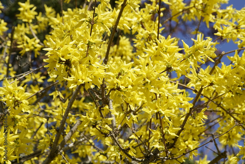 Gelb farbene Forsythien im Frühling Gelb farbene Forsythien im Frühling