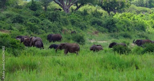 herd of elephant in the savannah, park kruger south africa