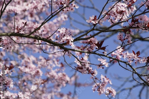 Rosafarbene Kirschblüten im Frühling © pattilabelle