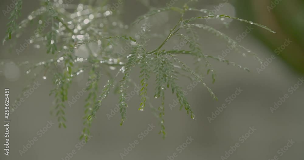 Rain dripping from a Palo Verde tree after a monsoon rainstorm in the Sonoran desert. Rain dripping from a Palo Verde tree after a monsoon rainstorm in the Sonoran desert.