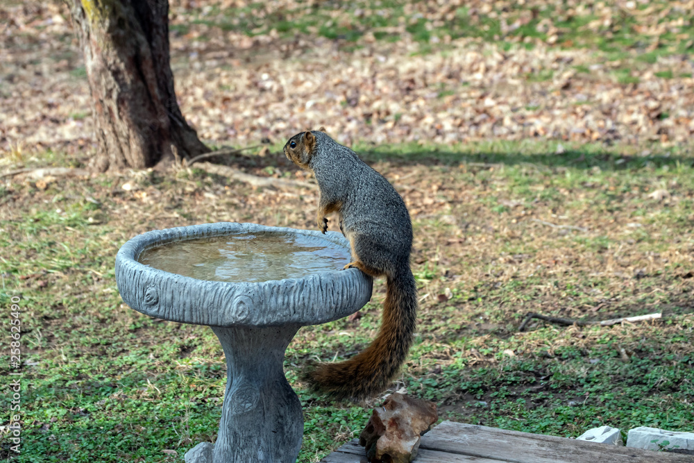 This red squirrel was caught in the act of sneaking some fresh water from the outdoor bird bath in a Missouri backyard. This red squirrel was caught in the act of sneaking some fresh water from the outdoor bird bath in a Missouri backyard.