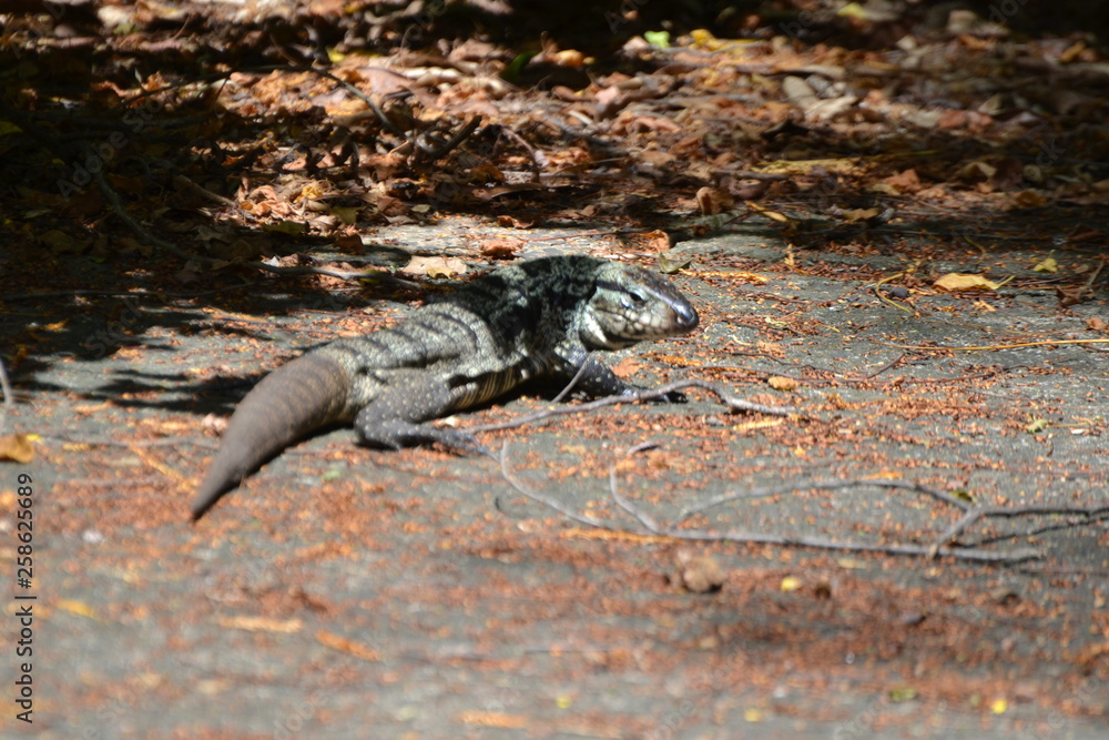 Obraz premium lizard