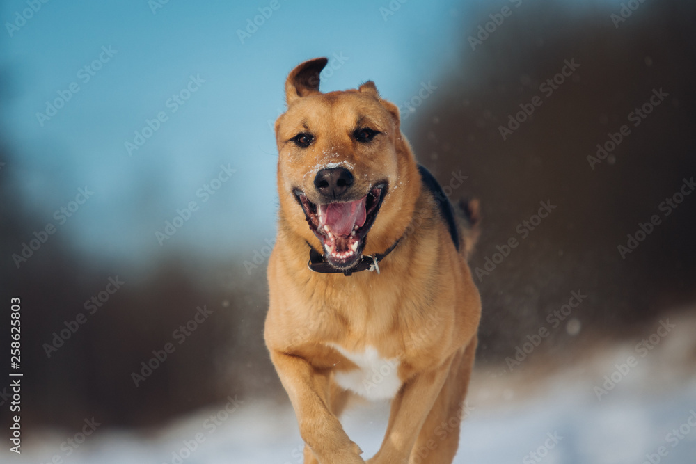 Big dog running at camera direction, looking happy. Mongrel in the snow