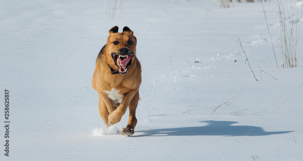 Big dog running at camera direction, looking happy. Mongrel in the snow