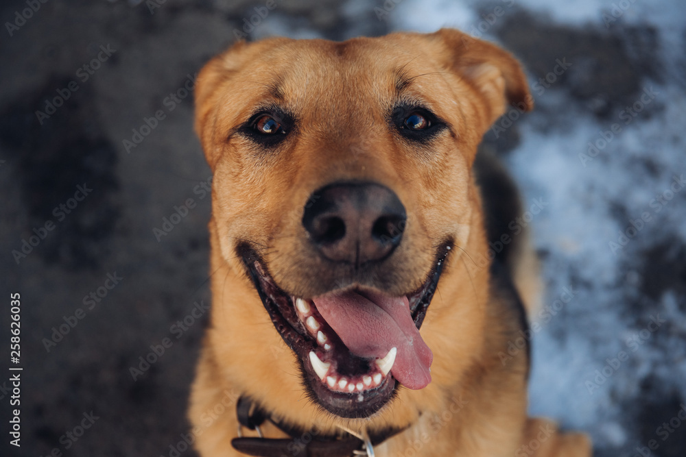 Cute mixed breed dog outside. Mongrel in the snow