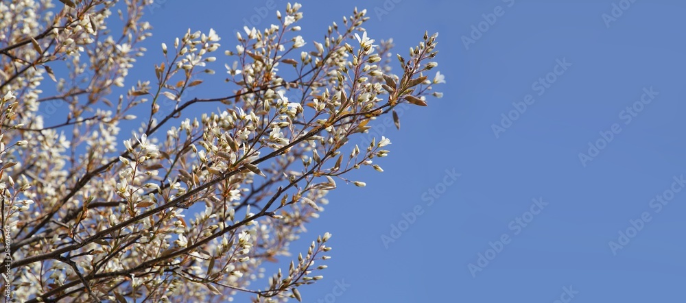 Weiße Blütenpracht im Frühling / Sommer