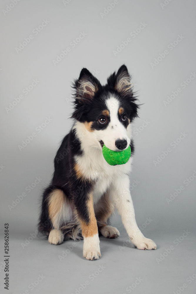 Playful Border Collie shepherd pup sitting with a green ball in his mouth on grey studio background