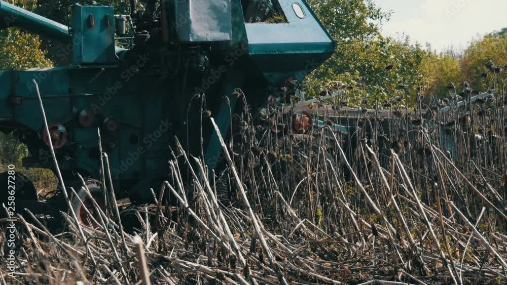 Combine harvesting dry sunflower. Old agricultural harvester cuts sunflower Combine harvesting dry sunflower. Old agricultural harvester cuts sunflower