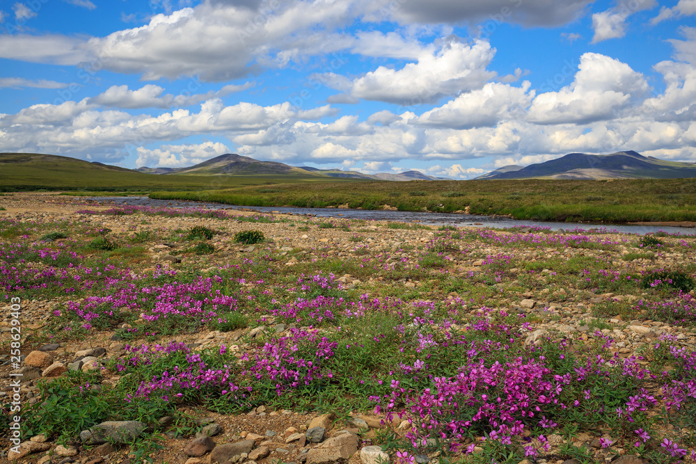 The beautiful northern nature of the Arctic. Dwarf fireweed flowers in the mountain valley. Nice weather. Clouds in the sky. Chukotka, Siberia, Far East Russia. The beautiful northern nature of the Arctic. Dwarf fireweed flowers in the mountain valley. Nice weather. Clouds in the sky. Chukotka, Siberia, Far East Russia.