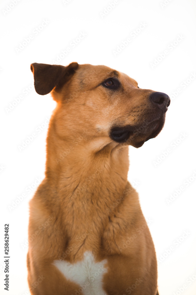 Cute mixed breed dog outside. Mongrel in the snow