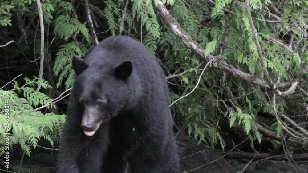 Black Bear Medium shot of Black Bear near river in Canada Black Bear Medium shot of Black Bear near river in Canada