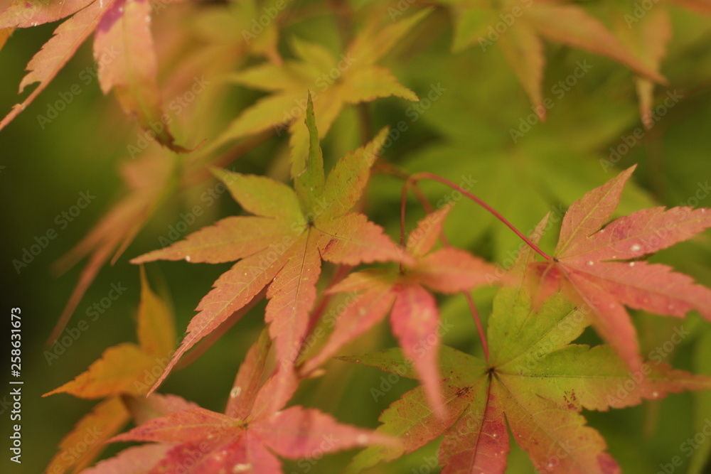 紅葉