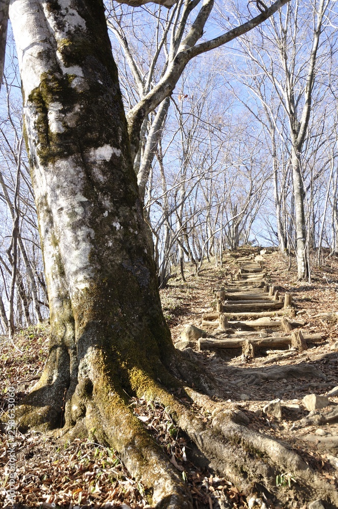 三頭山に登る遊歩道 三頭山に登る遊歩道
