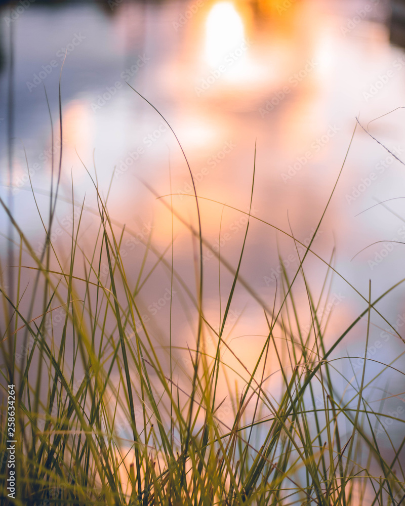 Tall Grass Tall Grass