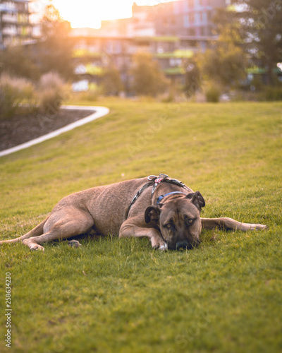 Laying Dog