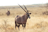 Oryx in Savanne
