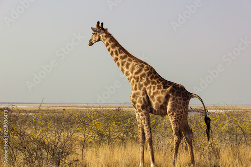 Giraffe geht durch Savanne