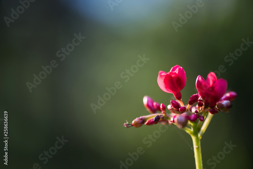 red flower macro with green background