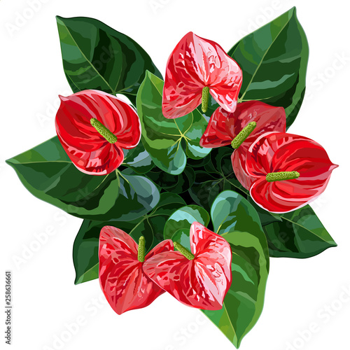 Anthurium or flamingo flowers top view vector illustration