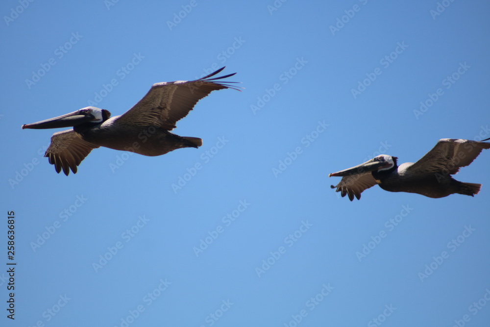 Obraz premium Pelicans in flight1