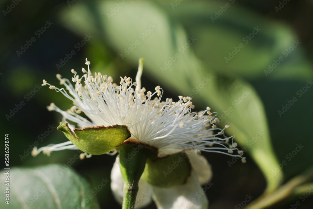 Fototapeta premium close up of guava flower