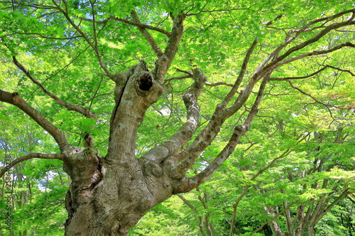 新緑のモミジの古木 © 茂昭 豆田