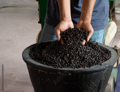 Hand holding  many coffee beans. Dark roasted coffee from the barrel.