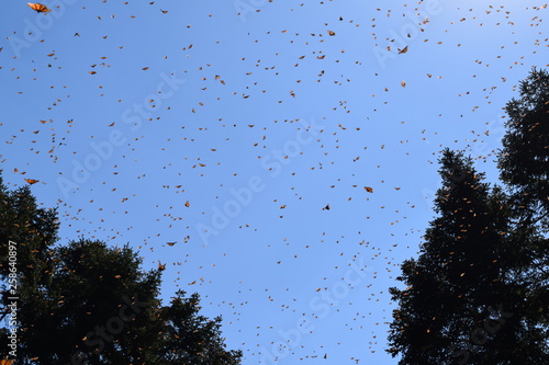 Mariposa monarca en la vida silvestre