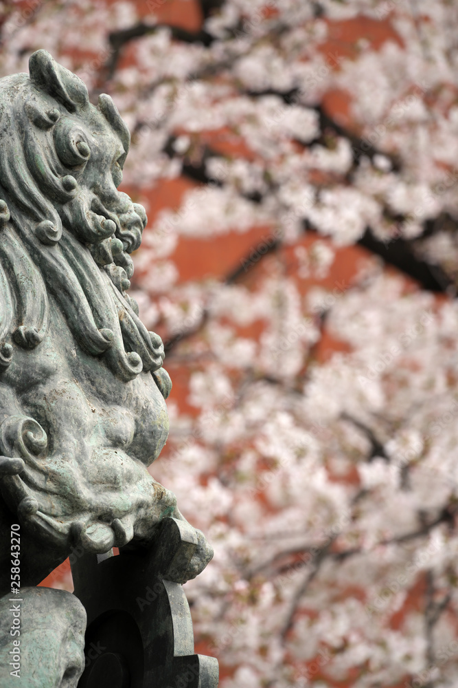 Fototapeta premium 日本橋の桜