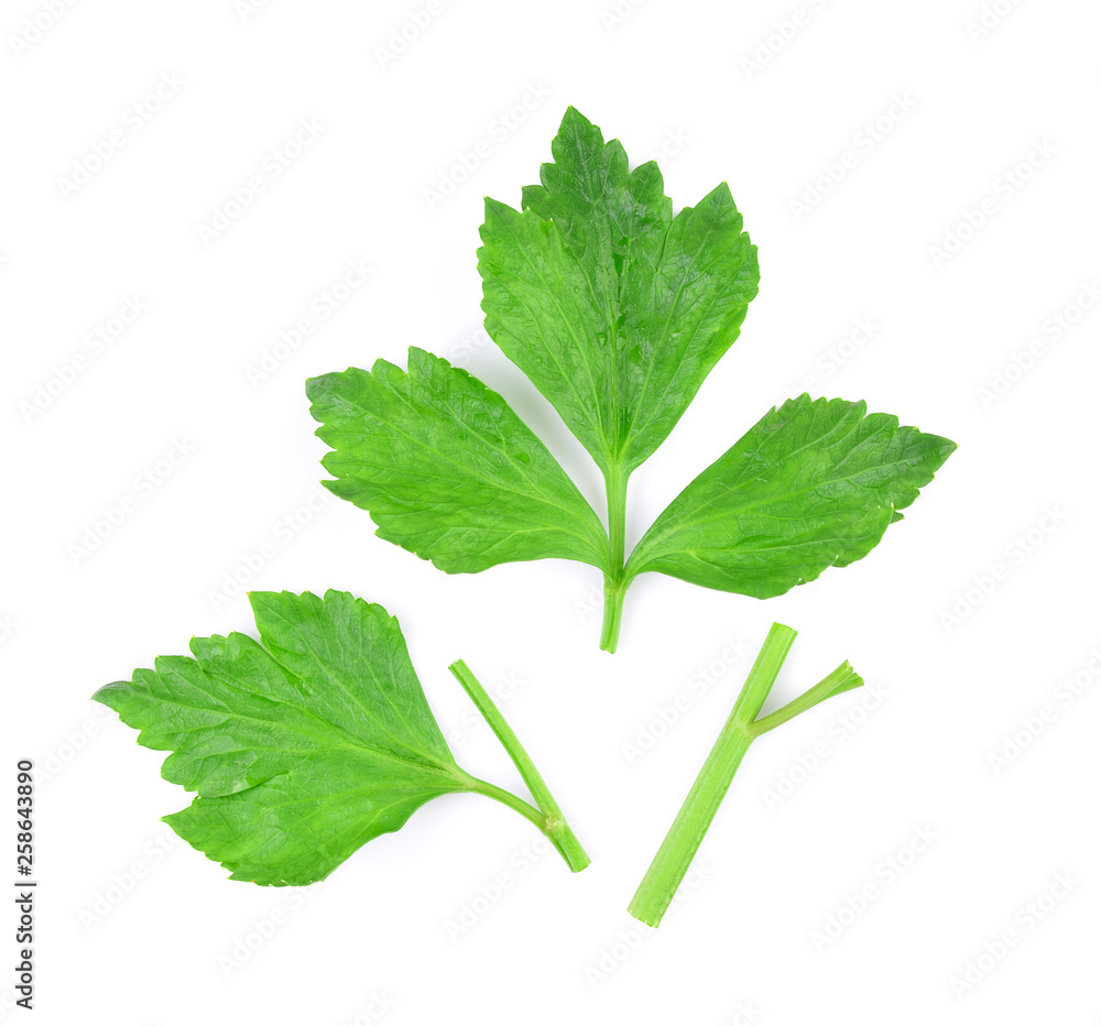 fresh celery isolated on white background. Top view. fresh celery isolated on white background. Top view.