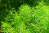fennel herb garden