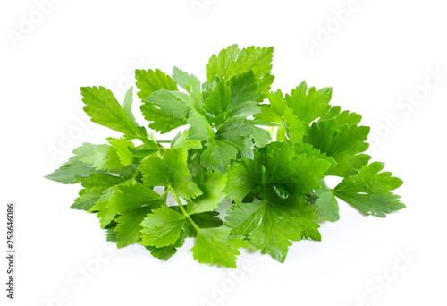 Celery leaf isolated on white background. full depth of field