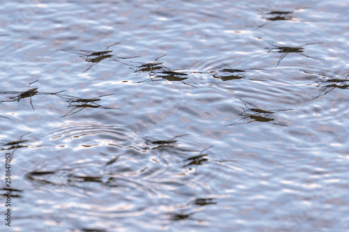 Water Striders on the Murrumbidgee River at Casuarina Sands Reserve, Canberra, Australia during the morning of March 2019