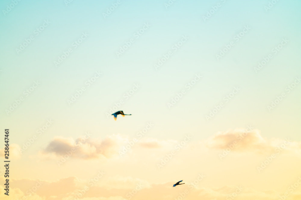 Sky, two  royal spoonbills in motion blur fly past in distance